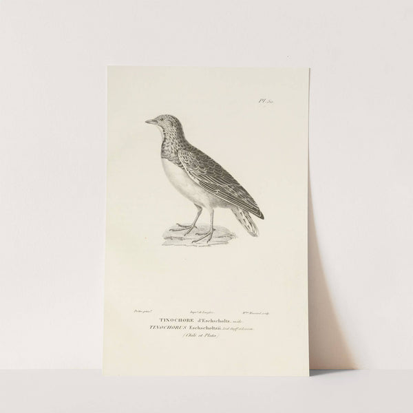 Centurie zoologique Pl.50 by René-Primevère Lesson