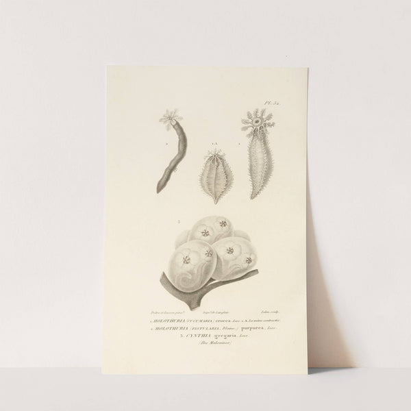 Centurie zoologique Pl.52 by René-Primevère Lesson