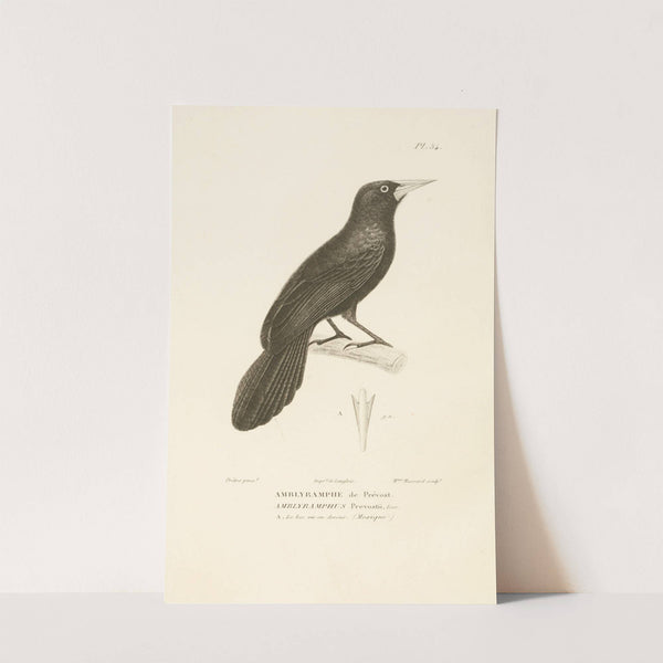 Centurie zoologique Pl.54 by René-Primevère Lesson