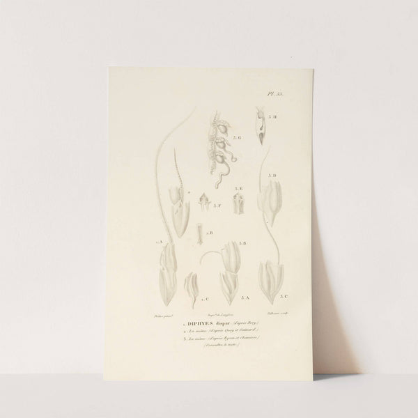 Centurie zoologique Pl.55 by René-Primevère Lesson