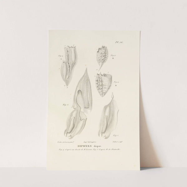 Centurie zoologique Pl.56 by René-Primevère Lesson