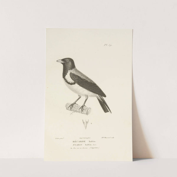 Centurie zoologique Pl.58 by René-Primevère Lesson