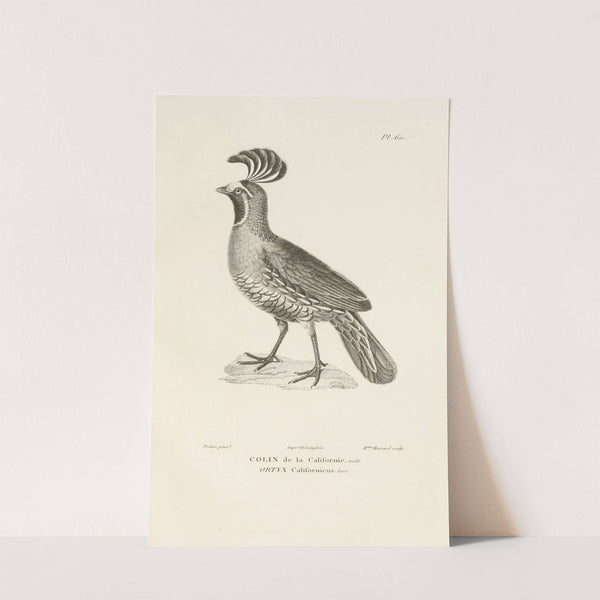 Centurie zoologique Pl.59 by René-Primevère Lesson