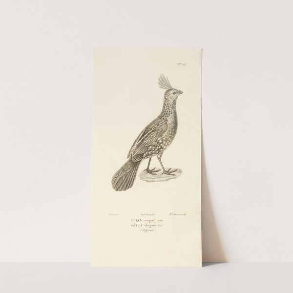 Centurie zoologique Pl.60 by René-Primevère Lesson