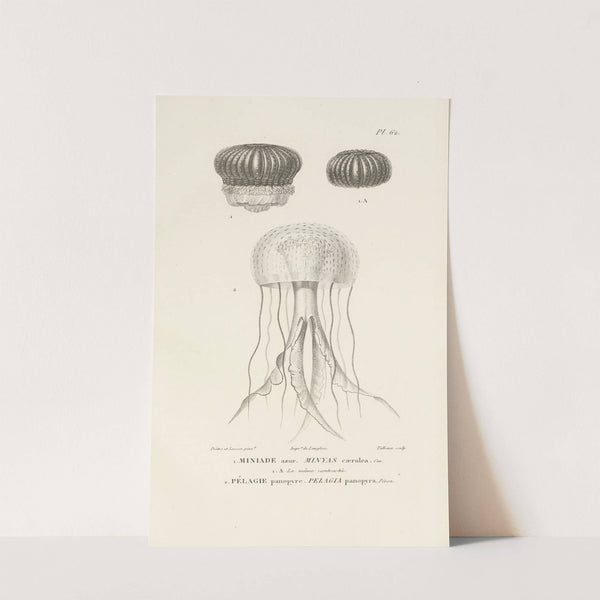 Centurie zoologique Pl.61 by René-Primevère Lesson