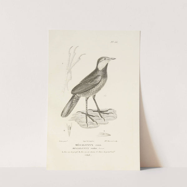 Centurie zoologique Pl.65 by René-Primevère Lesson