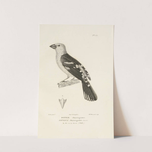 Centurie zoologique Pl.66 by René-Primevère Lesson