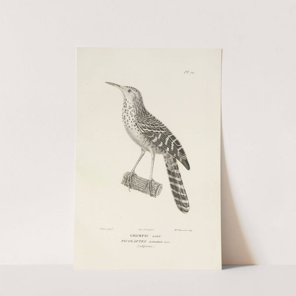 Centurie zoologique Pl.69 by René-Primevère Lesson