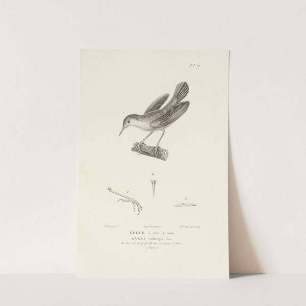 Centurie zoologique Pl.70 by René-Primevère Lesson