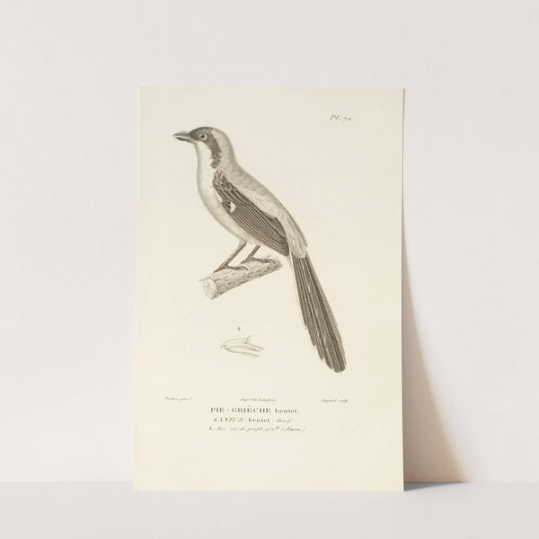 Centurie zoologique Pl.71 by René-Primevère Lesson