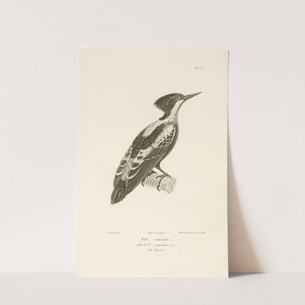 Centurie zoologique Pl.72 by René-Primevère Lesson