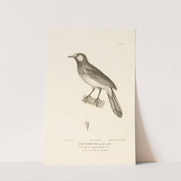 Centurie zoologique Pl.74 by René-Primevère Lesson