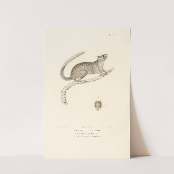 Centurie zoologique Pl.75 by René-Primevère Lesson