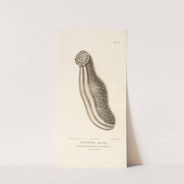 Centurie zoologique Pl.77 by René-Primevère Lesson