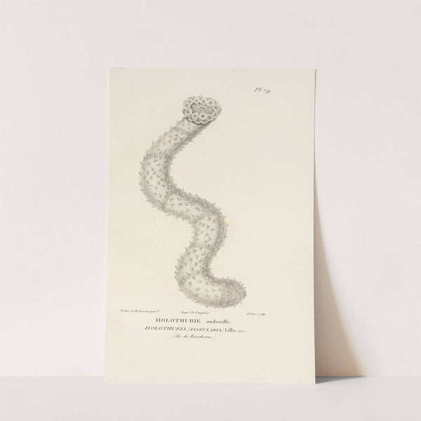 Centurie zoologique Pl.78 by René-Primevère Lesson