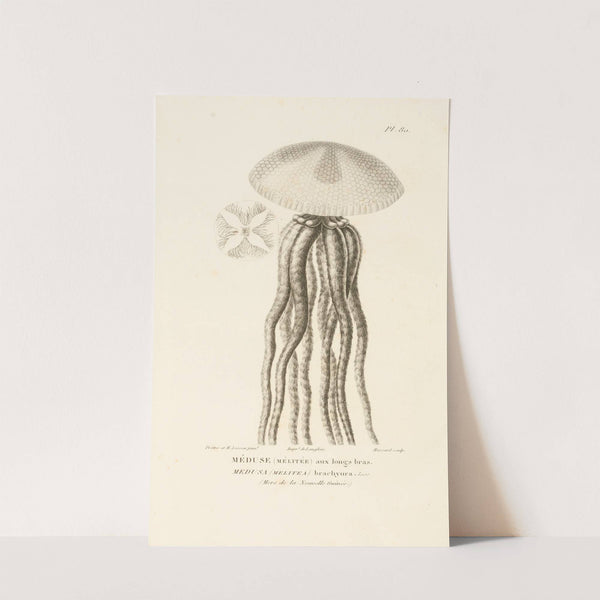 Centurie zoologique Pl.79 by René-Primevère Lesson