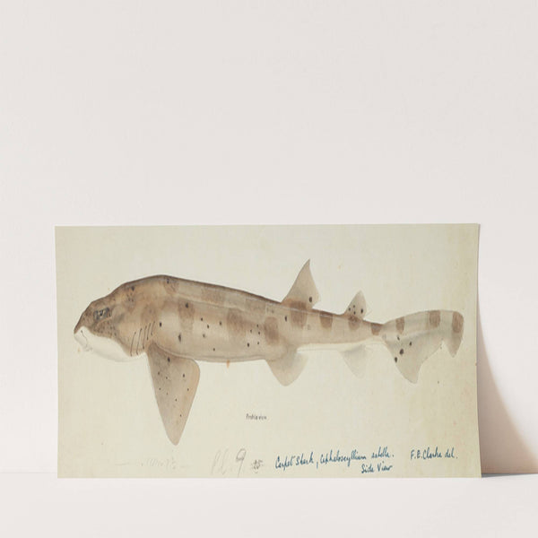 Cephaloscyllium isabella (NZ) : Carpet shark by Frank Edward Clarke