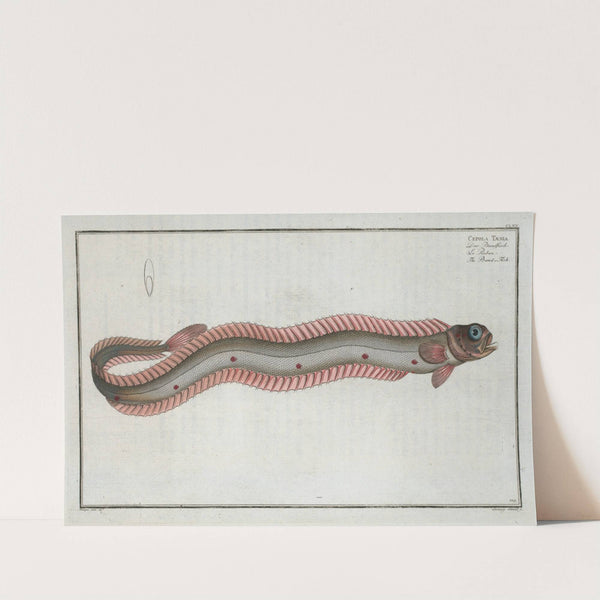 Cepola Tænia, The Band-Fish. by Marcus Elieser Bloch