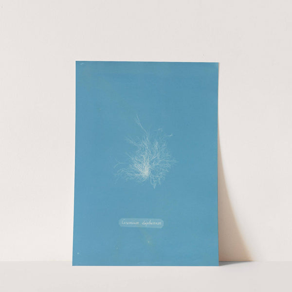 Ceramium diaphanum by Anna Atkins