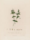 Cerastium Aquaticum ; or Marsh Mouse-ear (1799–1810)