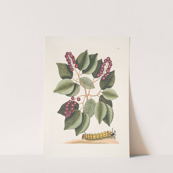 Cerasus &c., Pigeon-Plum; Eruca maxima cornuta, The great horned Caterpillar. by Mark Catesby