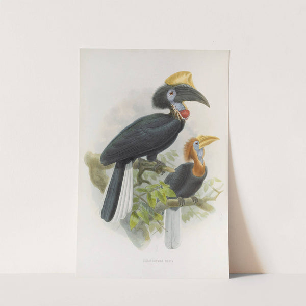 Ceratogymna elata by Daniel Giraud Elliot