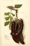 Ceratonia siliqua L