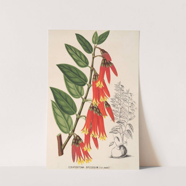 Ceratostema speciosum by Charles Antoine Lemaire