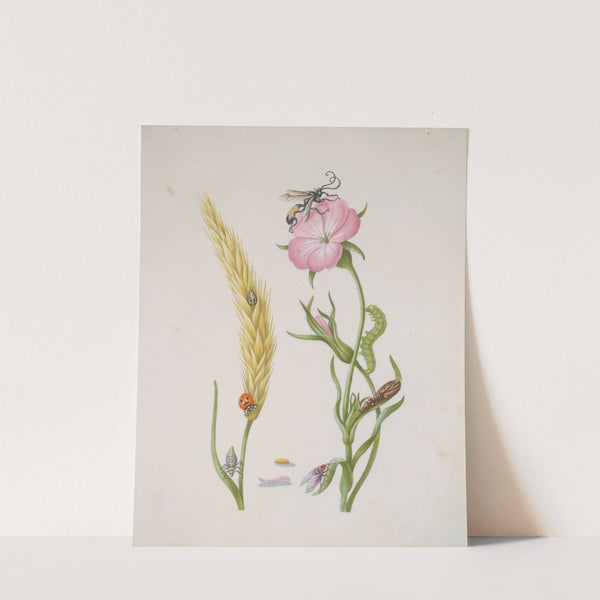 Cereal Ear and Corn Cockle with Metamorphoses of the Five-Spot Ladybird and Blowfly (after 1683) by Maria Sibylla Merian