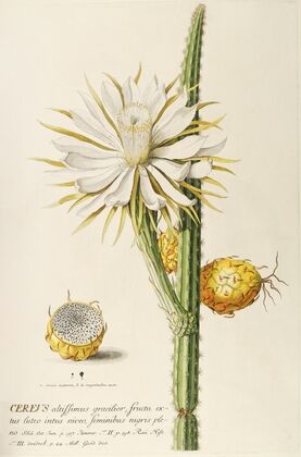 Cereus