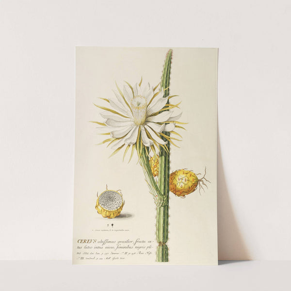 Cereus by Georg Dionysius Ehret