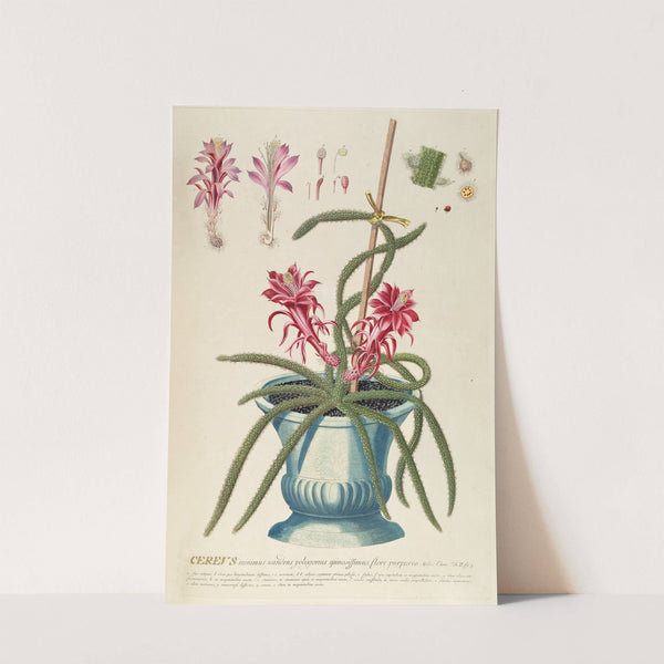 Cereus II (1750-1773) by Georg Dionysius Ehret