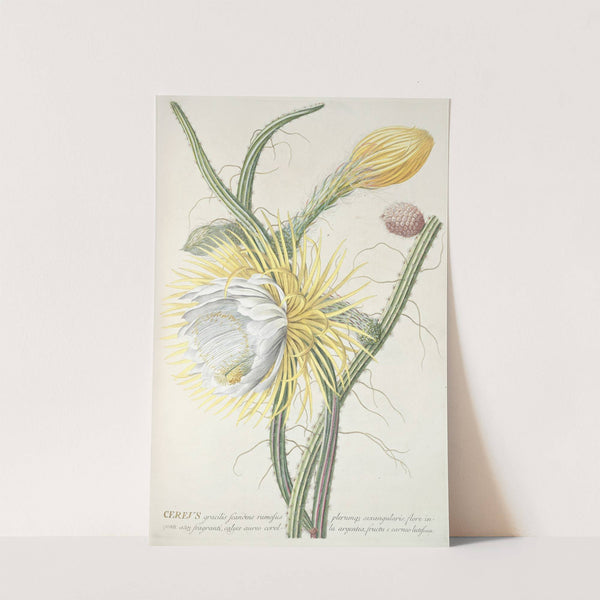 Cereus III by Georg Dionysius Ehret