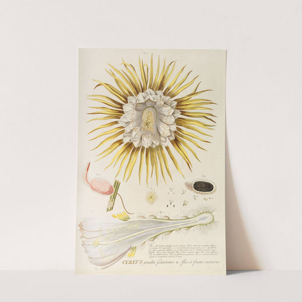 Cereus IV by Georg Dionysius Ehret