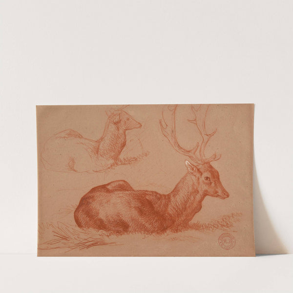 Cerf couché et étude de cerf by Jacques-Raymond Brascassat