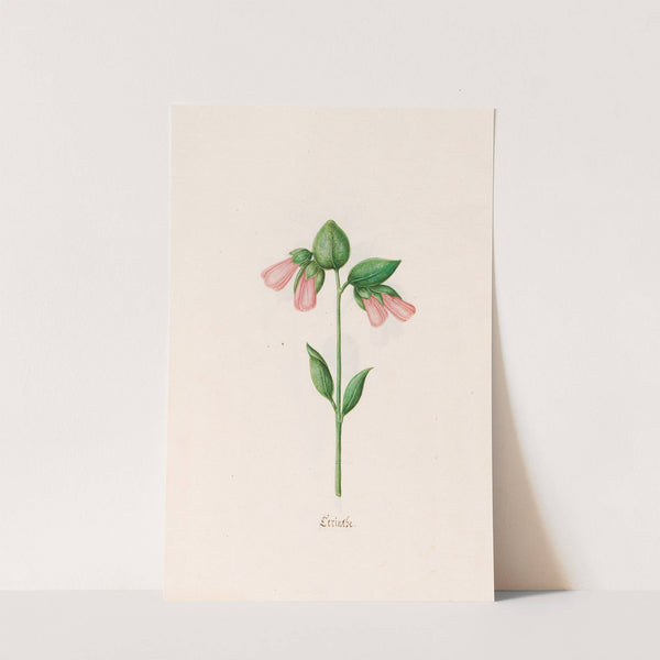 Cerinthe (1692) by Magdelena Rosina Funck