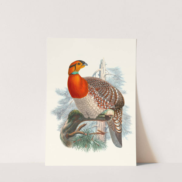 Ceriornis Blythii. by Joseph Smit