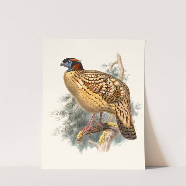 Ceriornis Caboti. by Joseph Smit