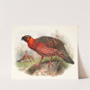 Ceriornis satyra. by Joseph Smit