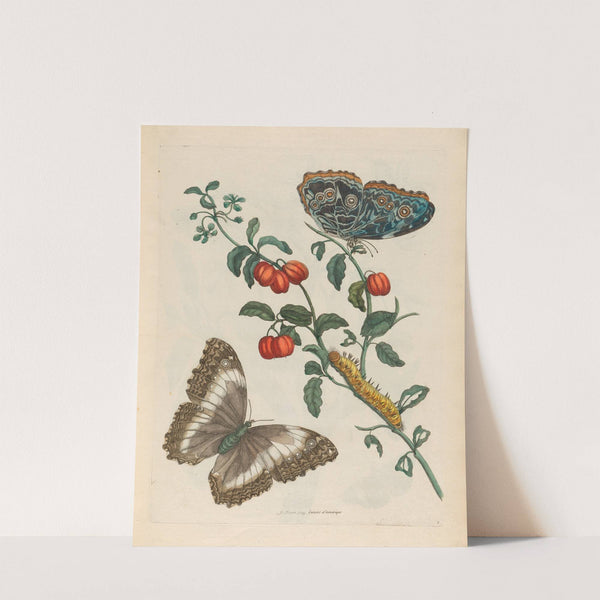 Cerises d’Amerique (1719) by Maria Sibylla Merian