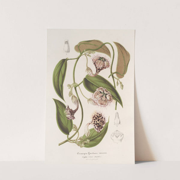 Ceropegia Gardneri Thwaites by Charles Antoine Lemaire