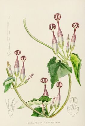 Ceropegia Meyeri