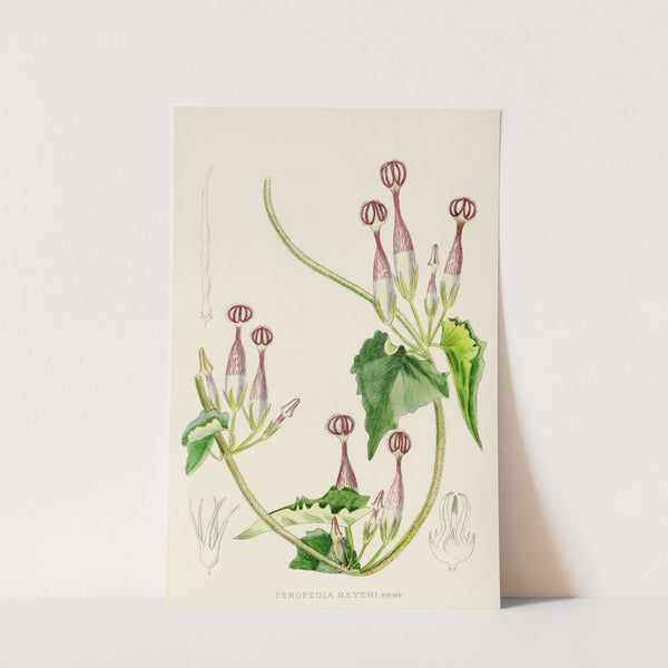 Ceropegia Meyeri by Illtyd Buller Pole-Evans