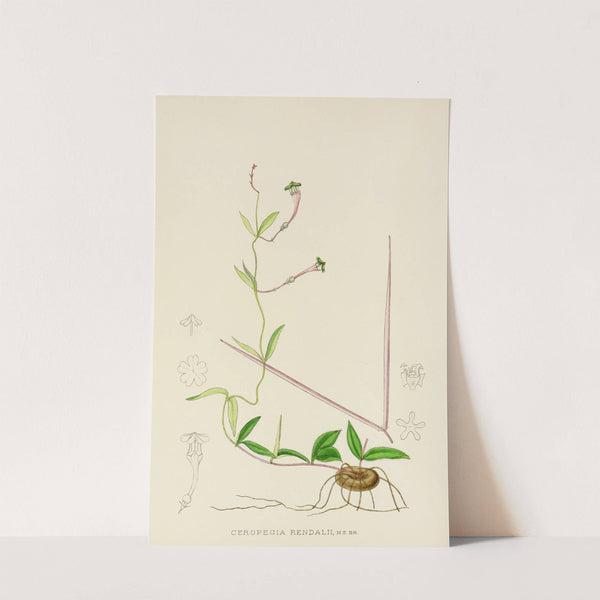 Ceropegia Rendallii by Illtyd Buller Pole-Evans