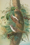 Certhia familiaris, Certhia familiaris brachydactyla
