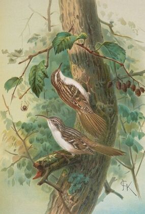 Certhia familiaris, Certhia familiaris brachydactyla