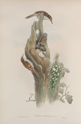 Certhia familiaris. Tree-Creeper. (1862-1873)