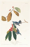 Cerulean warbler