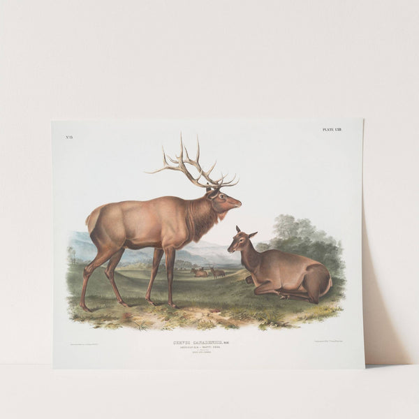 Cervus Canadensis, American Elk, Wapiti Deer. Male and Female (1845-1848) by John Woodhouse Audubon