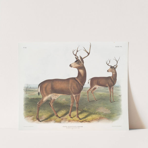 Cervus Richardsonii, Columbian Black-tailed Deer. Male. (1845-1848) by John Woodhouse Audubon